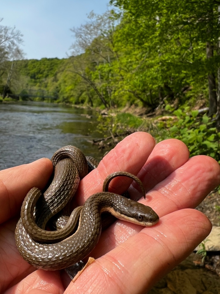 Queen Snake